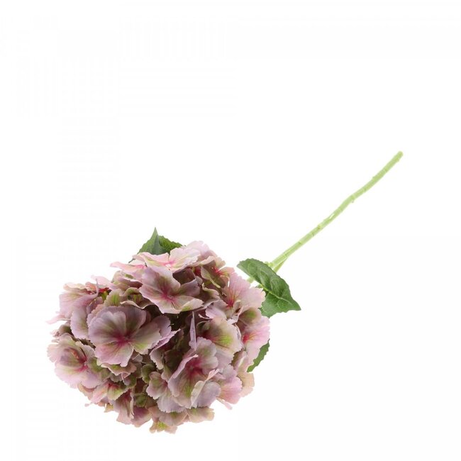 Hortenzija Viola – vijolična, 80 cm