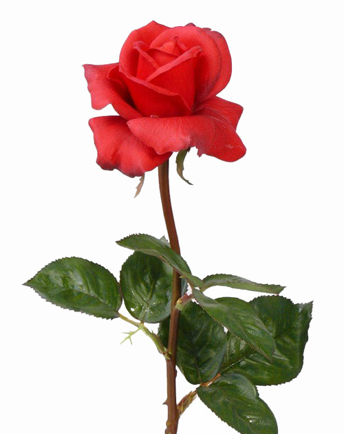 Vrtnica Caroline – real touch, 70 cm